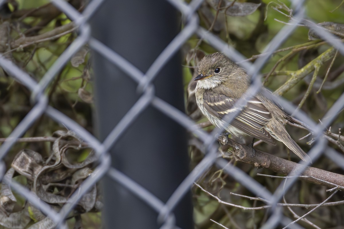 Alder Flycatcher - ML642601051
