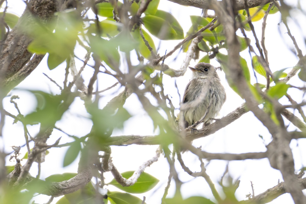 Alder Flycatcher - ML642601053