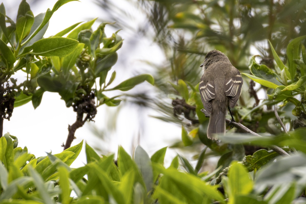 Alder Flycatcher - ML642601059