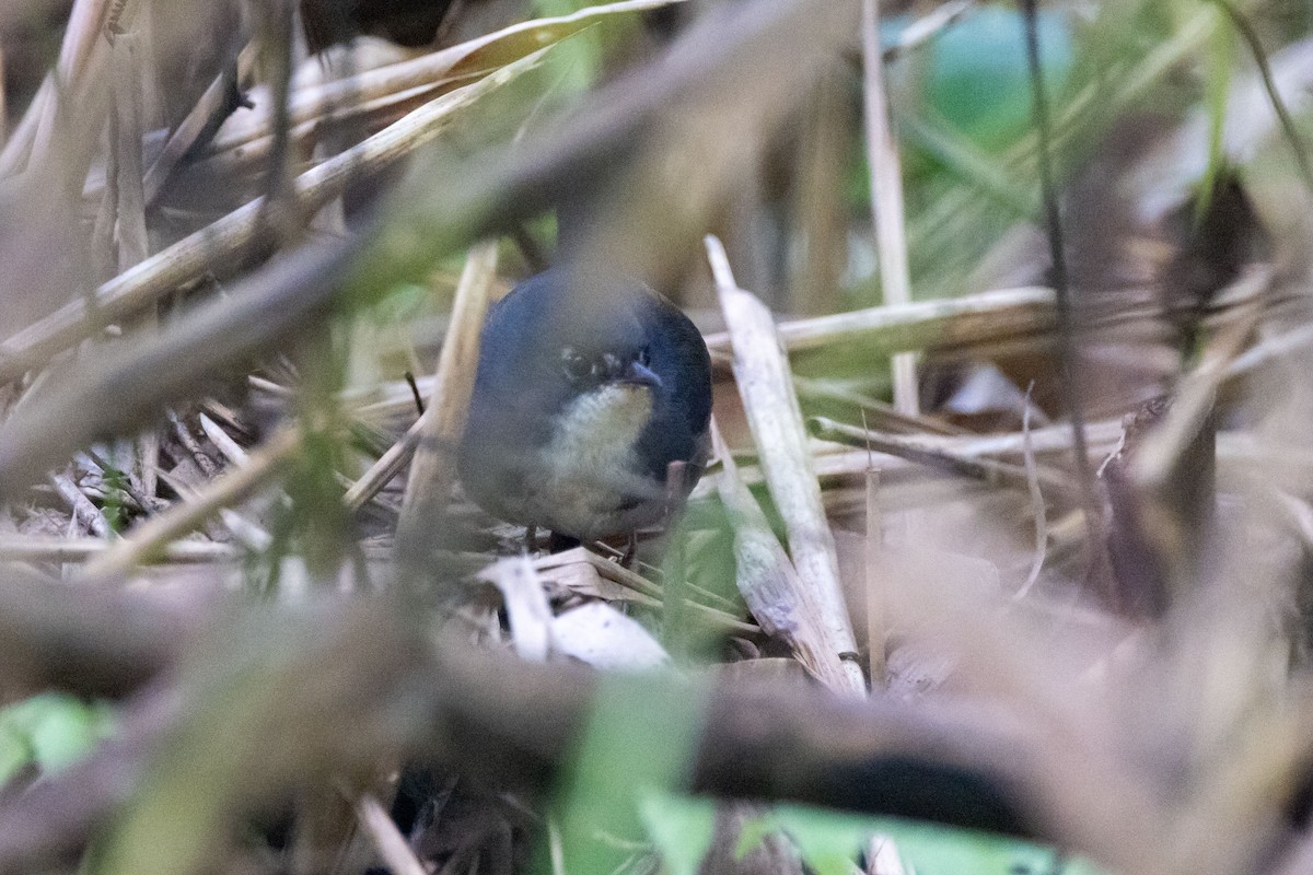 White-breasted Tapaculo - ML642601061