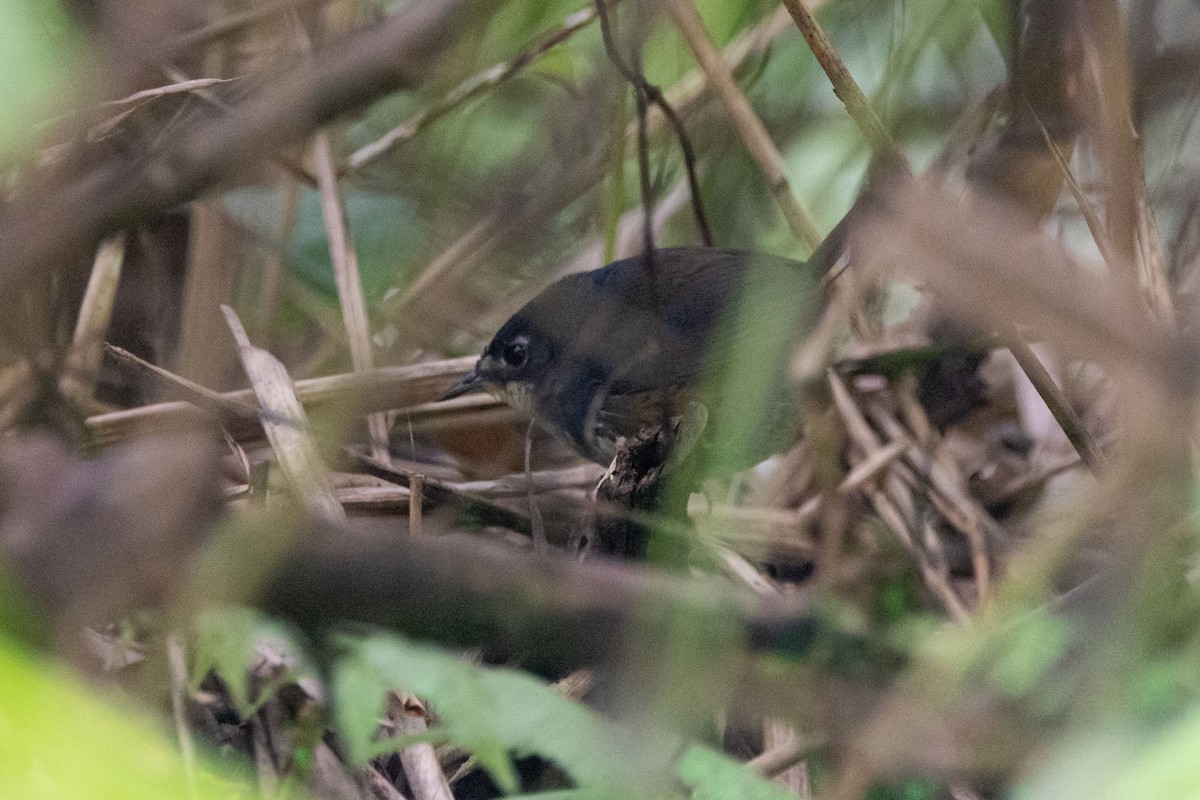 White-breasted Tapaculo - ML642601063