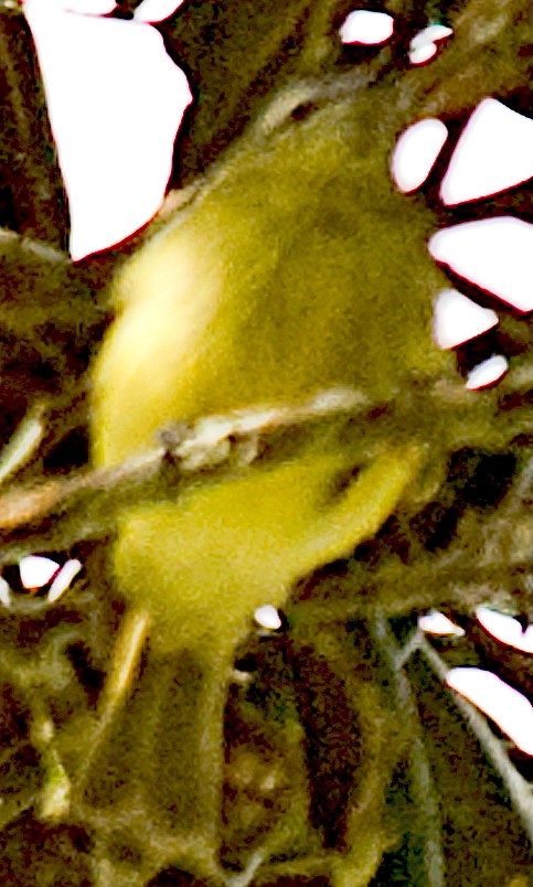 White-lored Tyrannulet - ML642601083