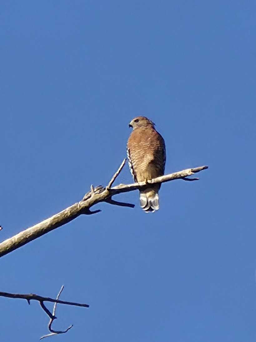 Red-shouldered Hawk - ML642601143