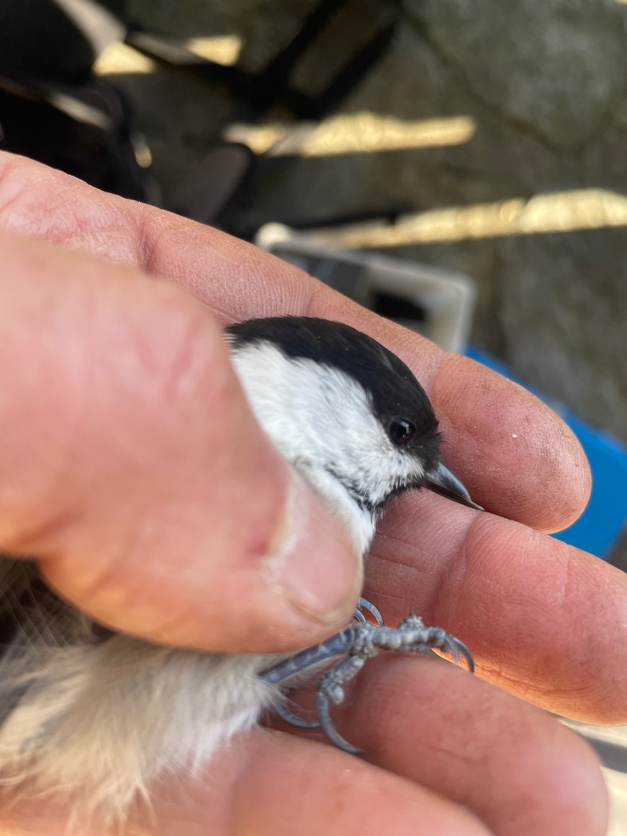 Willow Tit (Willow) - ML642601174