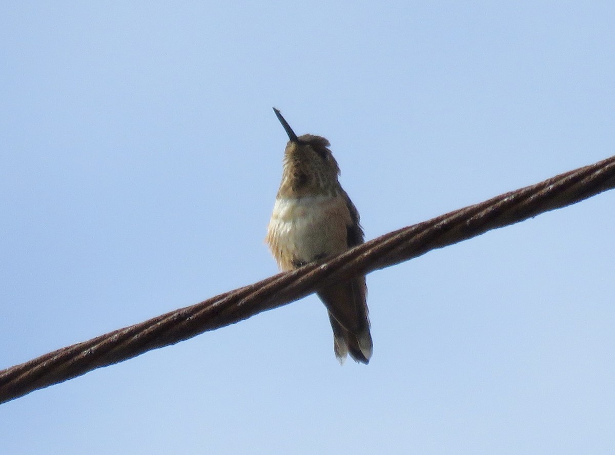 Allen's Hummingbird - ML642601183