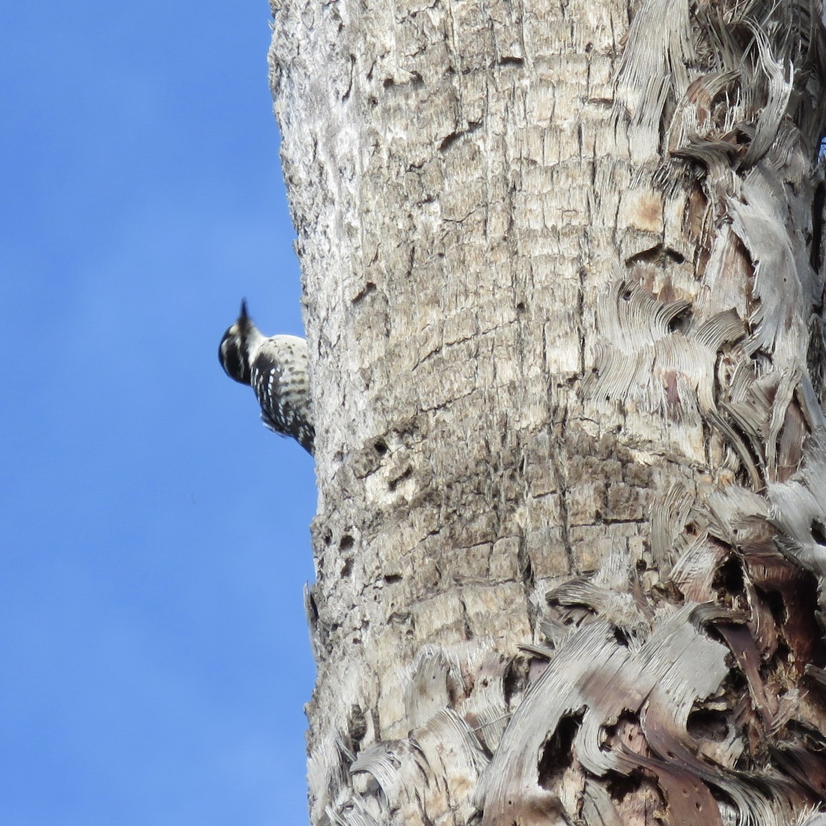Nuttall's Woodpecker - ML642601215