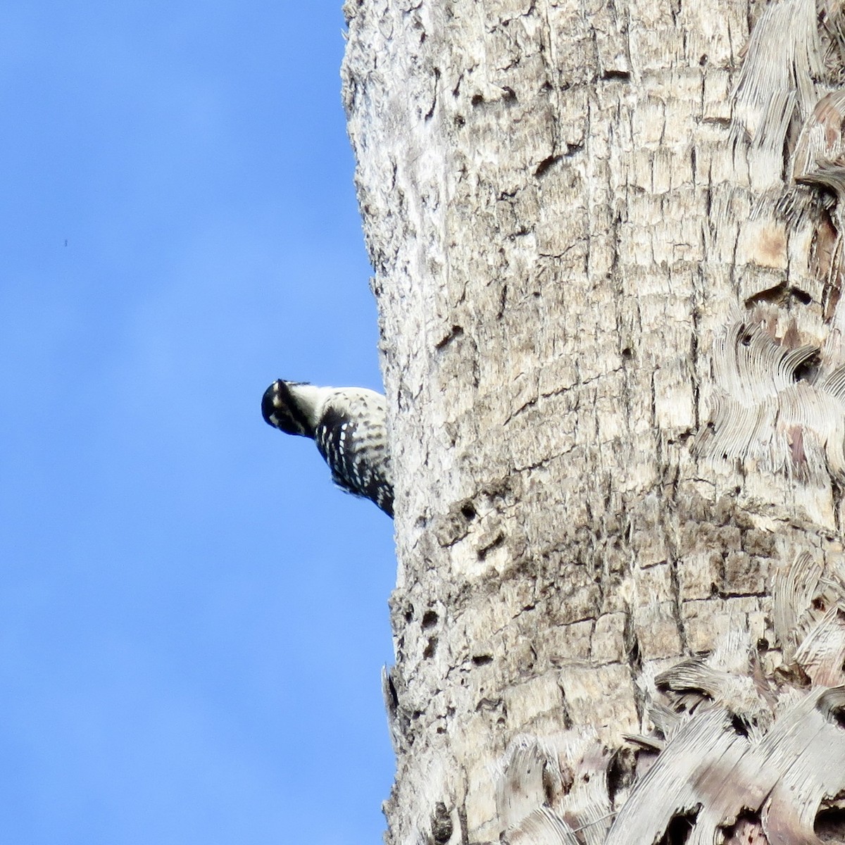 Nuttall's Woodpecker - ML642601216