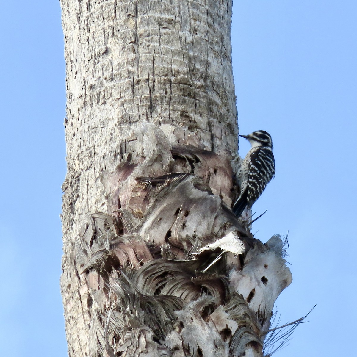 Nuttall's Woodpecker - ML642601217