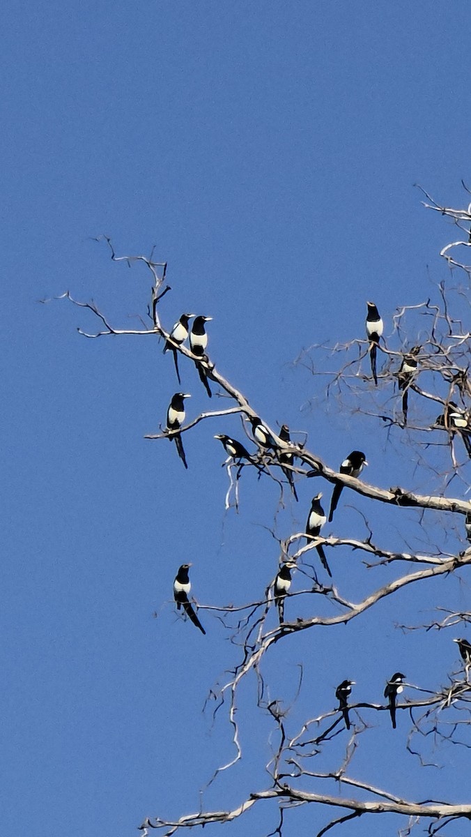 Yellow-billed Magpie - ML642601233