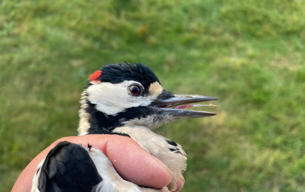 Great Spotted Woodpecker (Great Spotted) - ML642601246