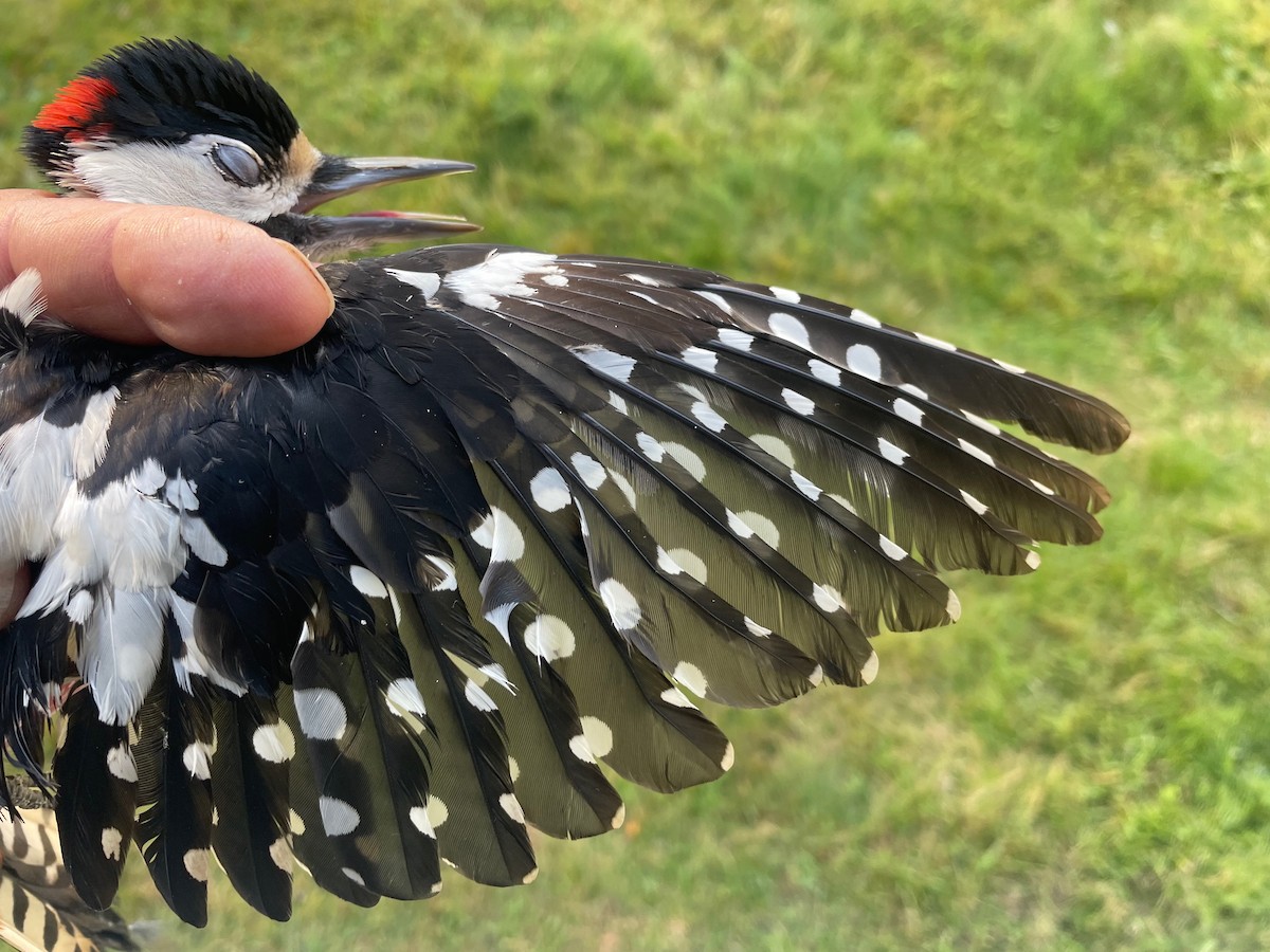 Great Spotted Woodpecker (Great Spotted) - ML642601247