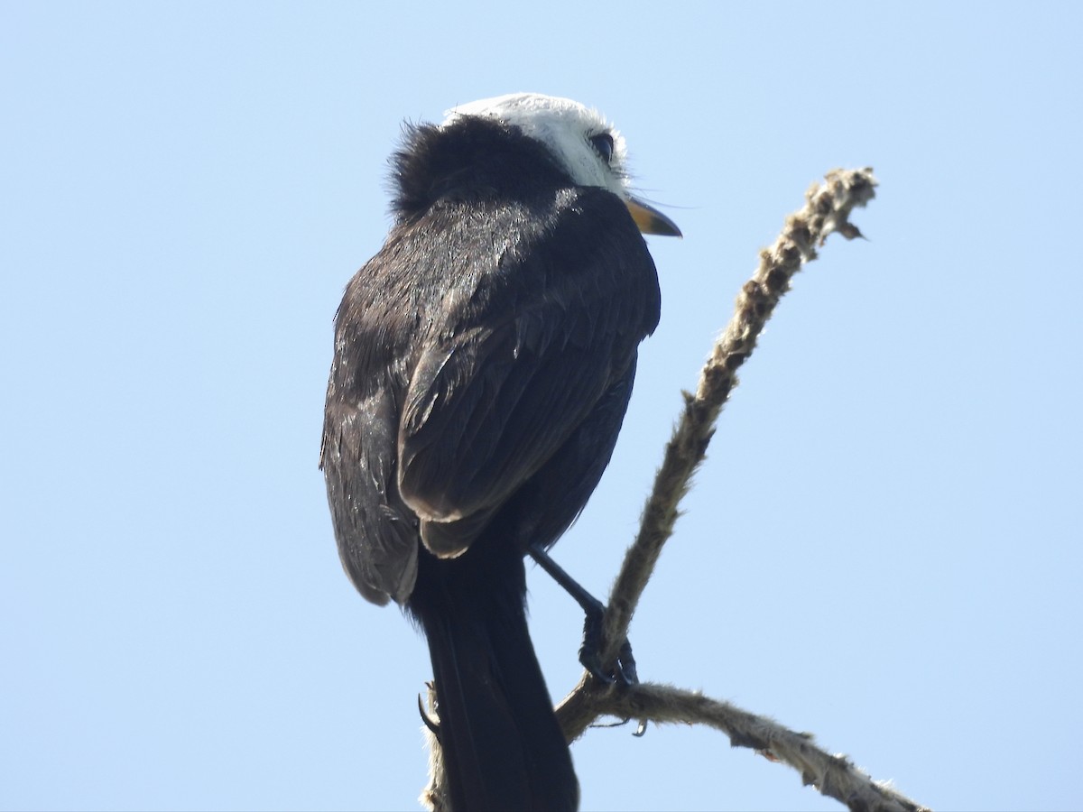 White-headed Marsh Tyrant - ML642601249