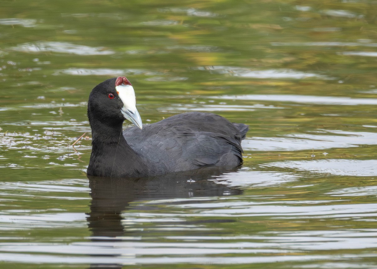 Red-knobbed Coot - ML642601256