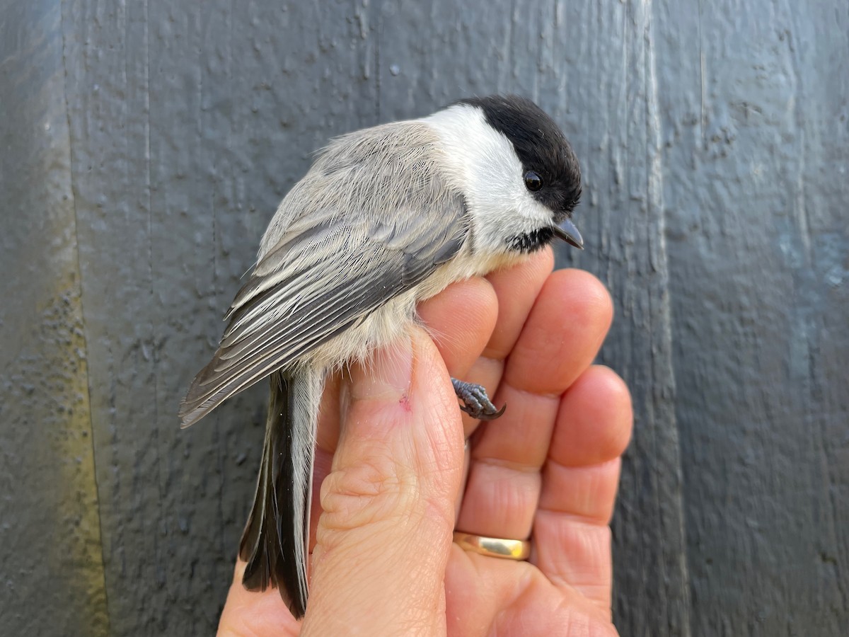Willow Tit (Willow) - ML642601265