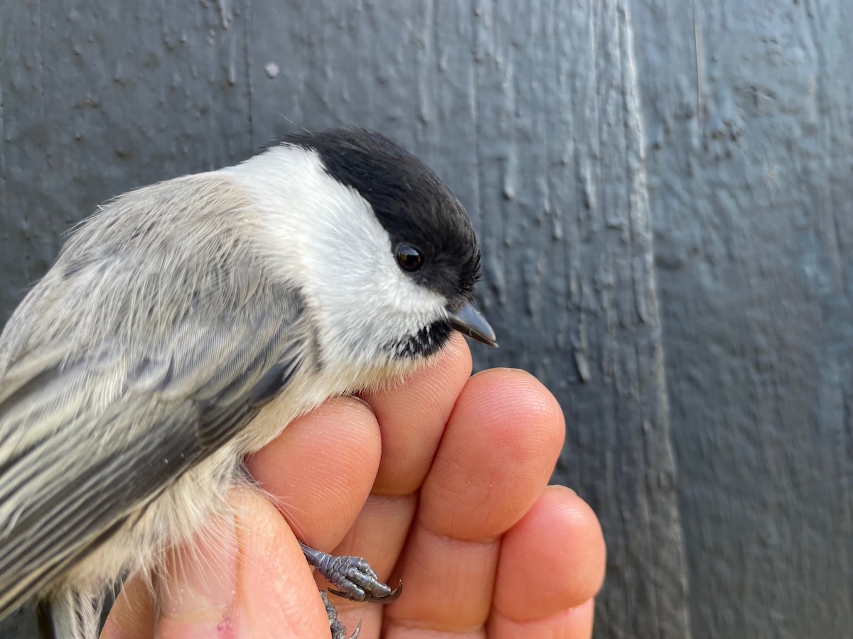 Willow Tit (Willow) - ML642601266