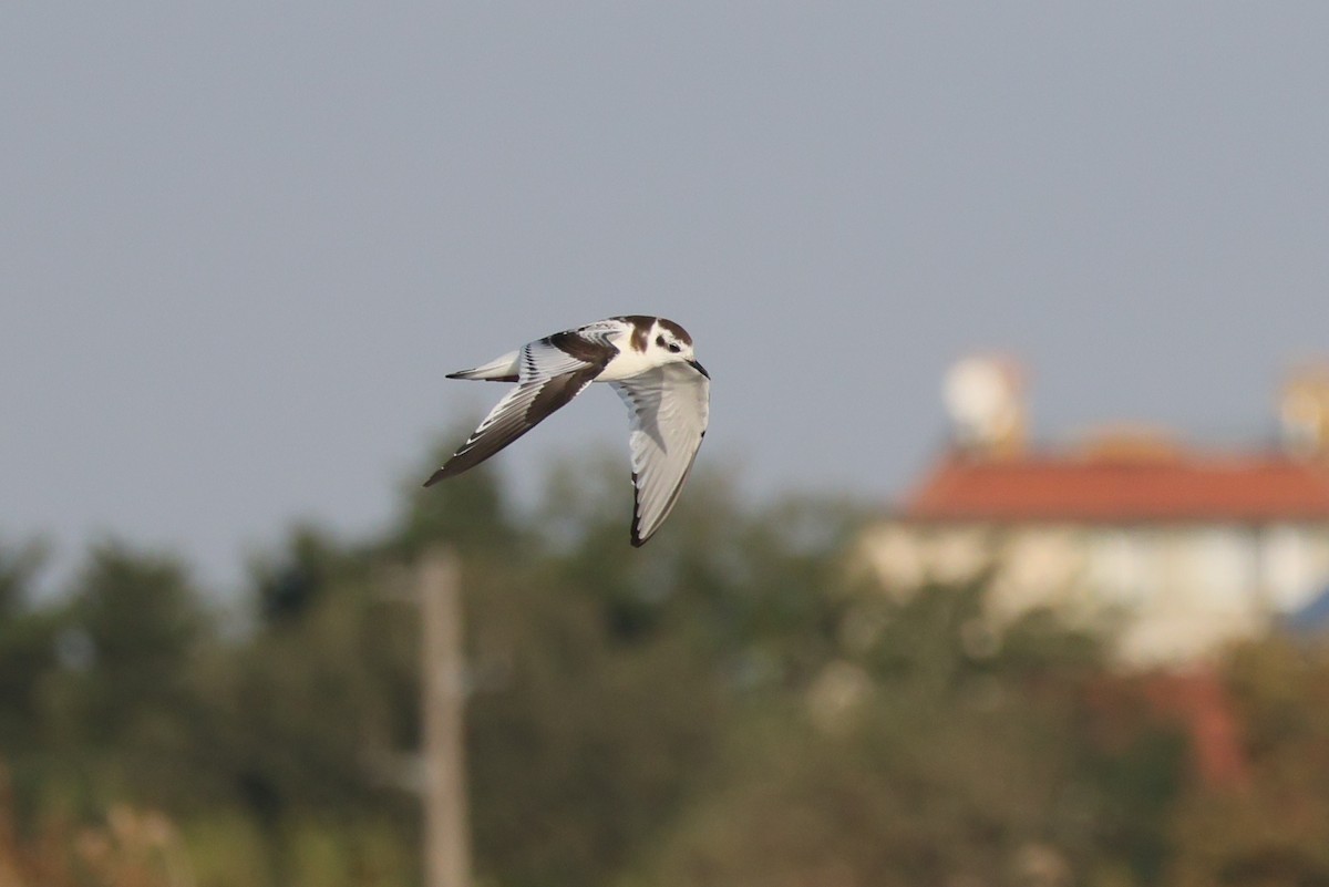 racek malý - ML642601281