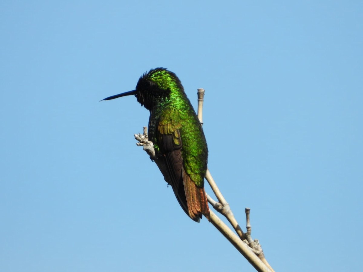 Coppery Emerald - ML642601301