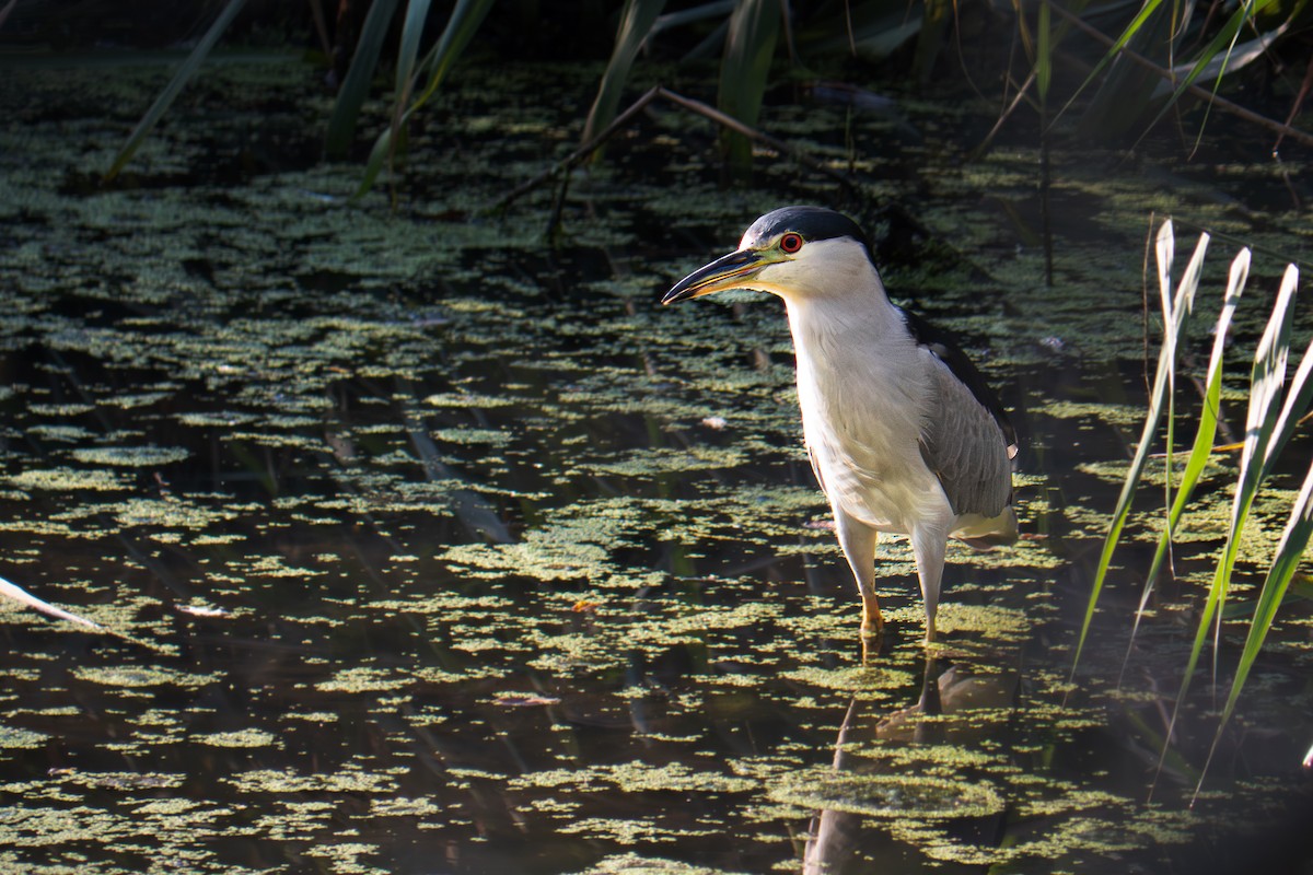 Gece Balıkçılı - ML642601326