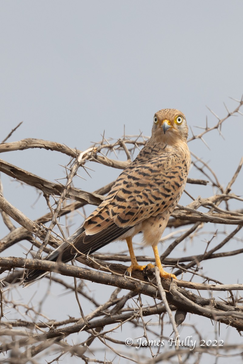 Greater Kestrel - ML642601337