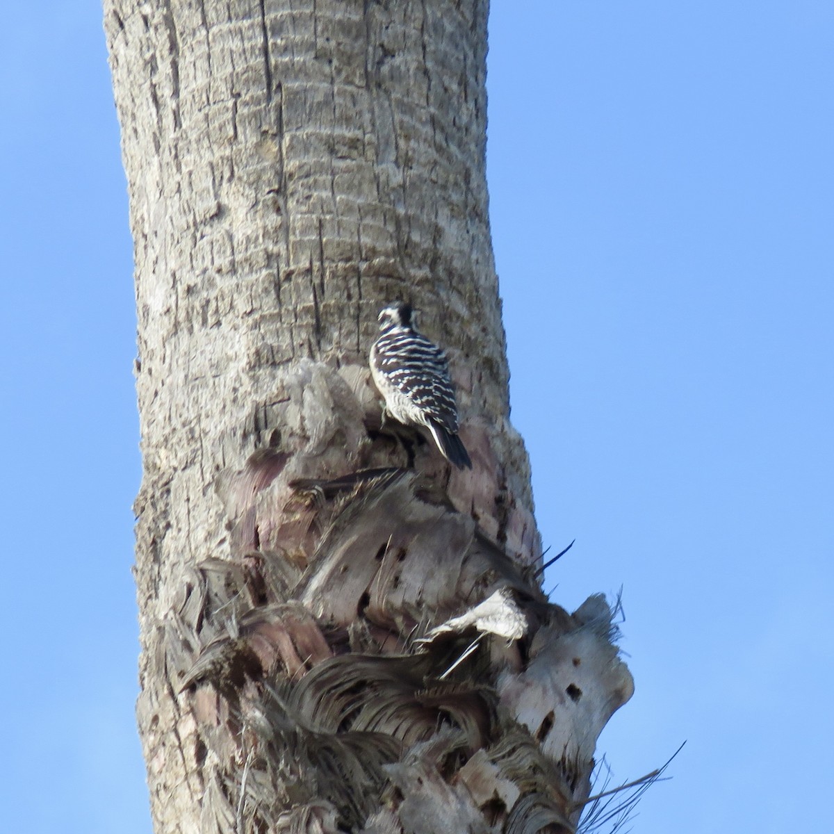 Nuttall's Woodpecker - ML642601339