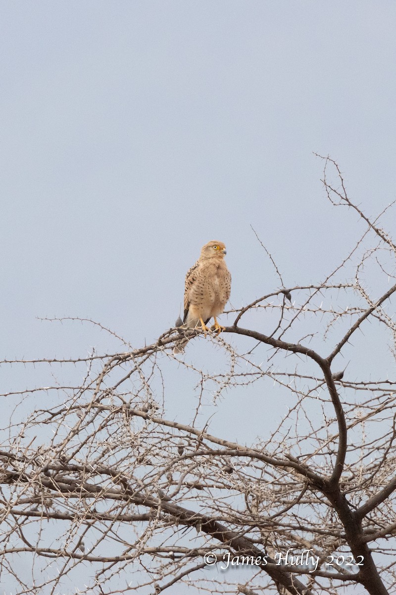 Greater Kestrel - ML642601340