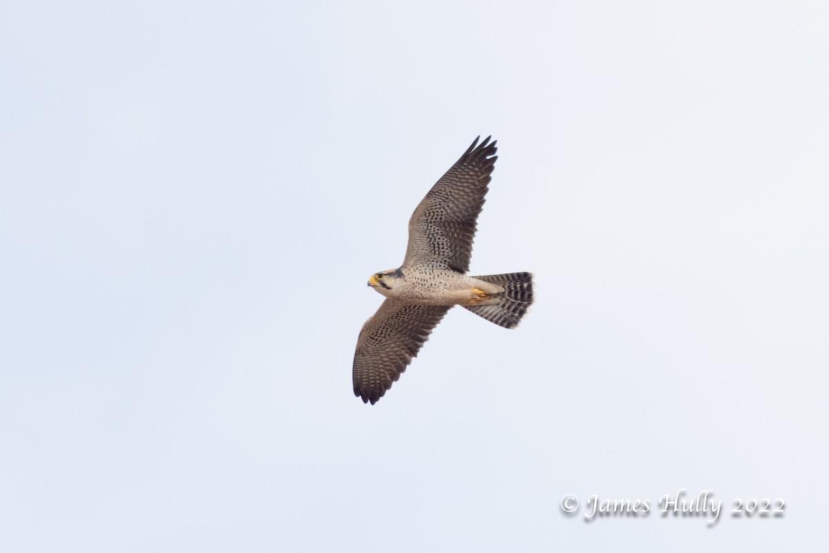 Lanner Falcon - ML642601353