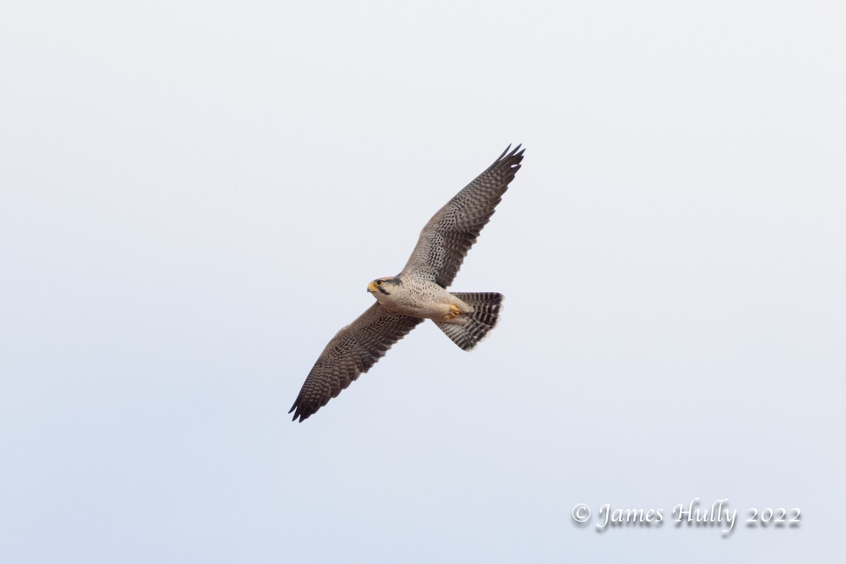 Lanner Falcon - ML642601356