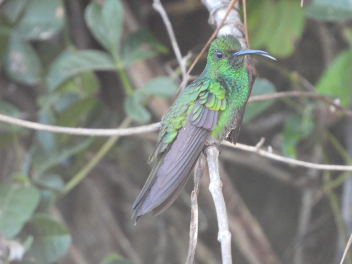 White-vented Plumeleteer (White-vented) - ML642601357