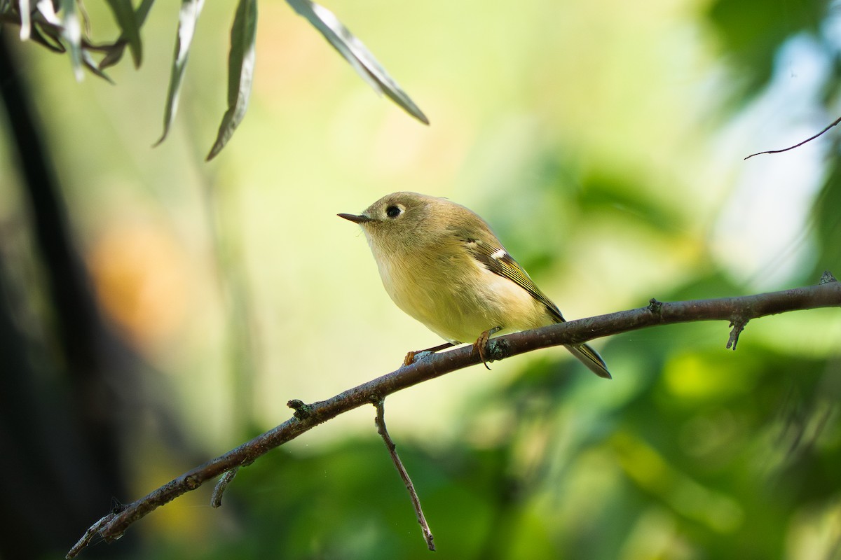 Gözlüklü Çalıkuşu - ML642601359