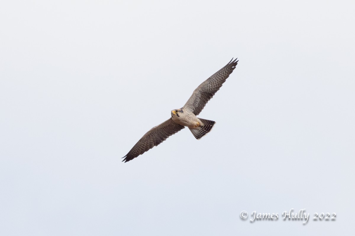 Lanner Falcon - ML642601361