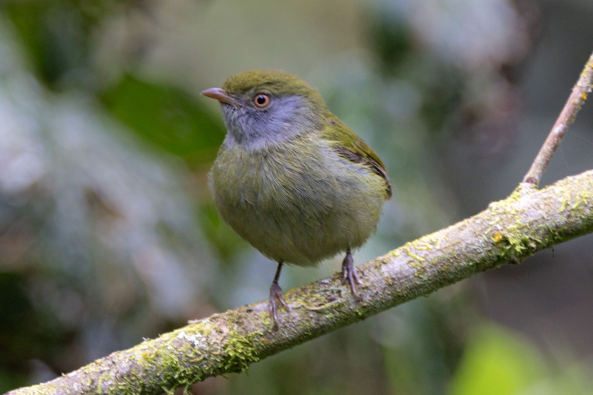 Pin-tailed Manakin - ML642601365