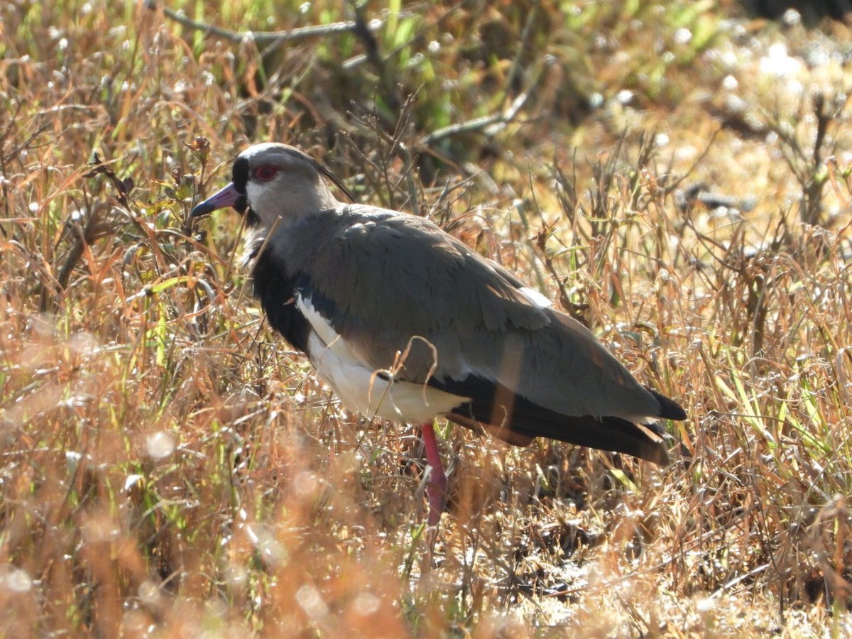 Southern Lapwing (cayennensis) - ML642601375