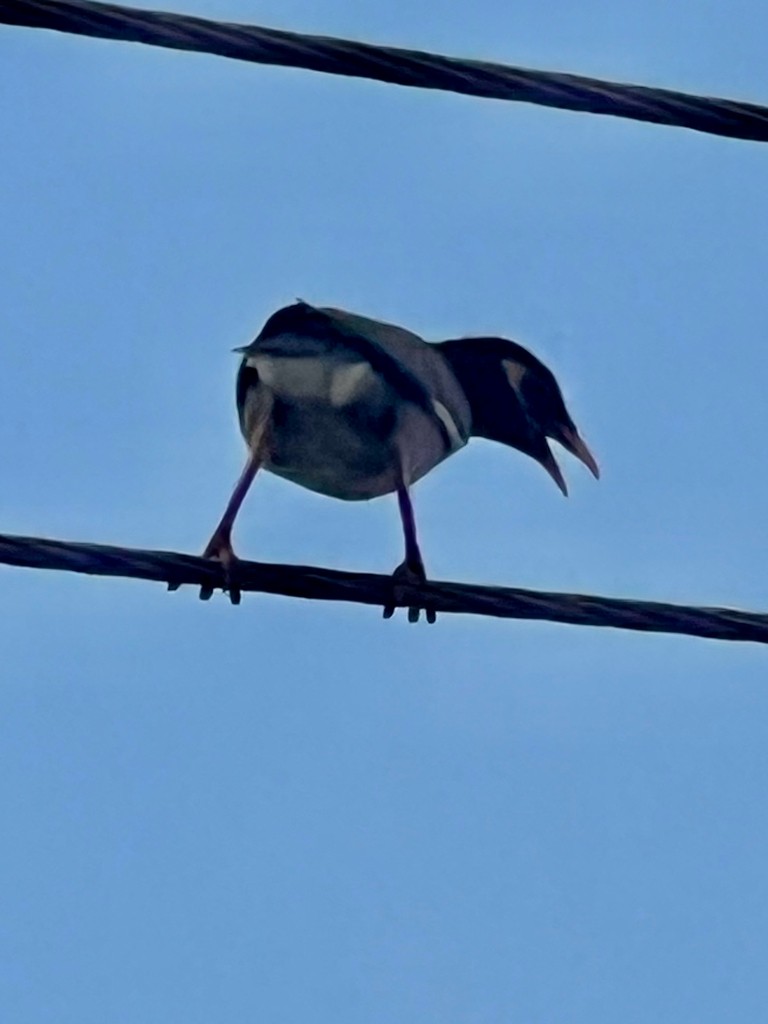 Common Myna - ML642601380