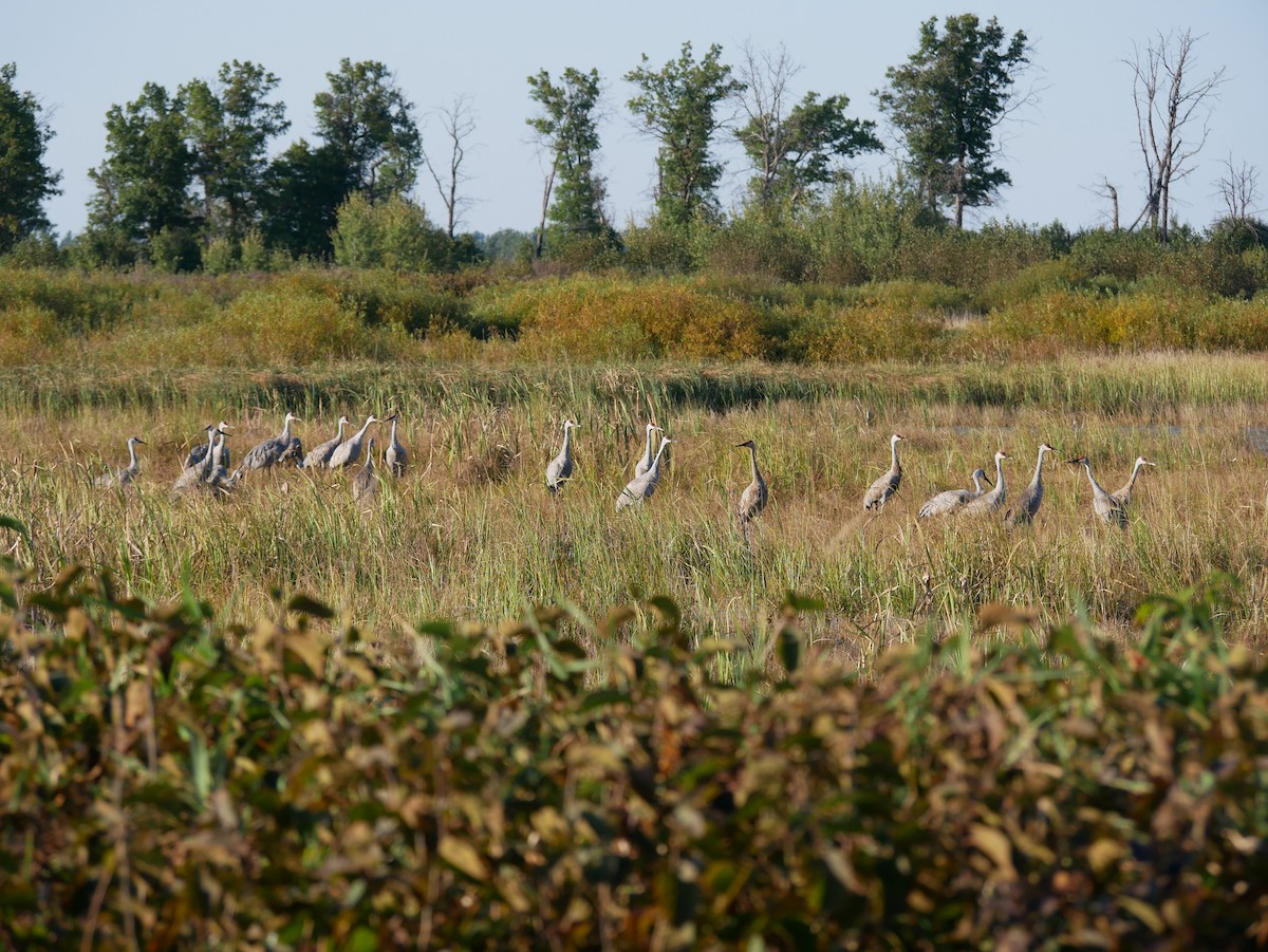 Sandhill Crane - ML642601382
