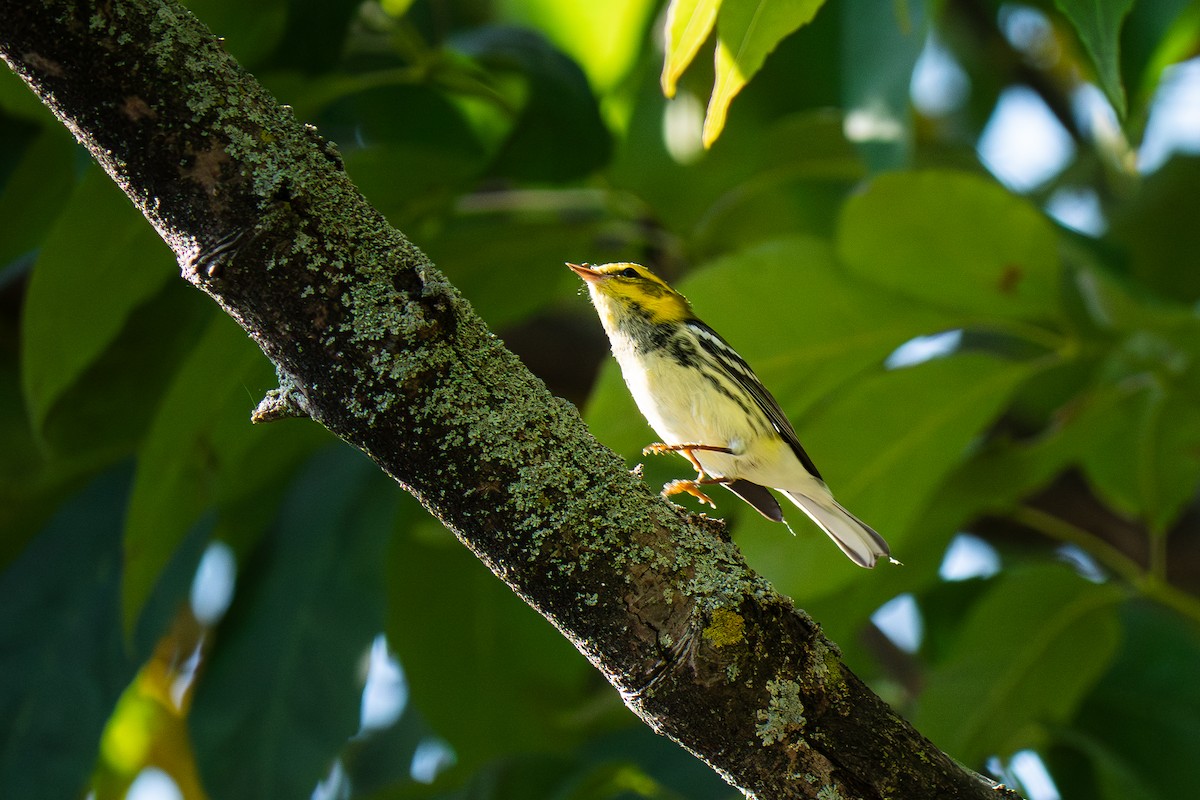 Yeşil Sırtlı Ötleğen - ML642601395