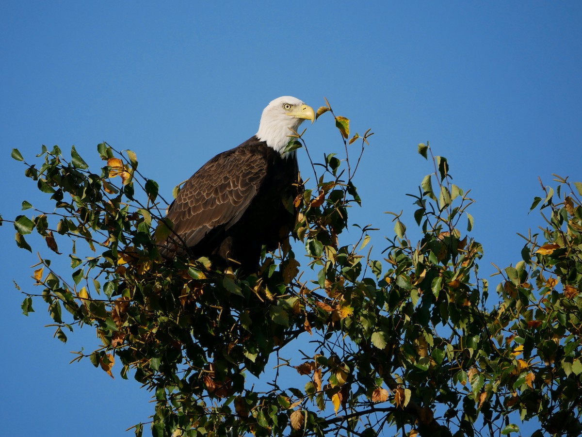 Bald Eagle - ML642601409