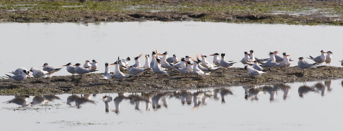 Elegant Tern - ML64260141