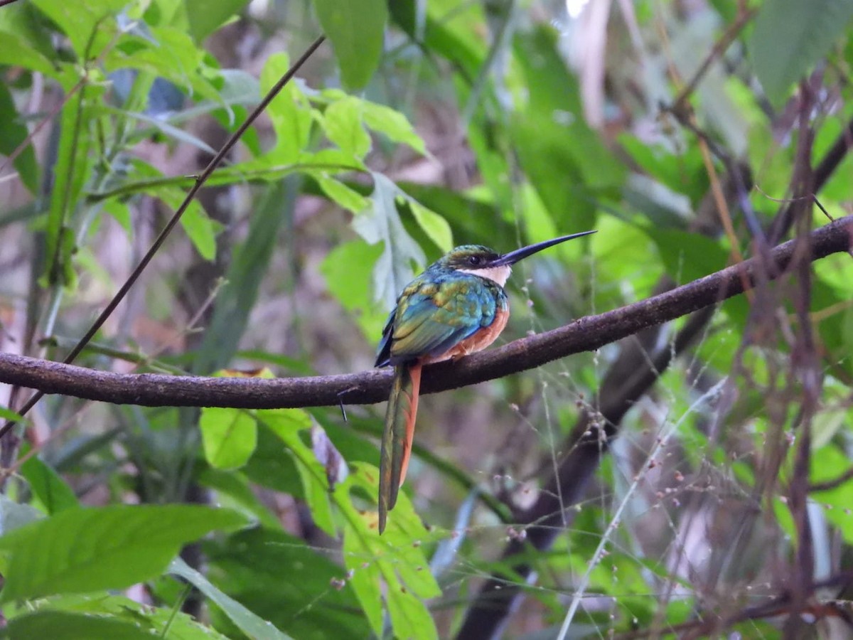 Rufous-tailed Jacamar (Rufous-tailed) - ML642601411