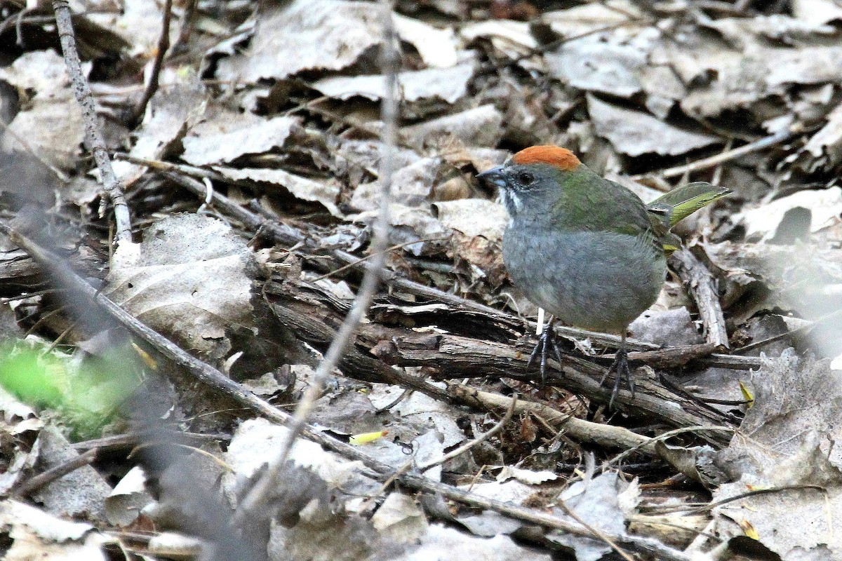 Green-tailed Towhee - ML642601419