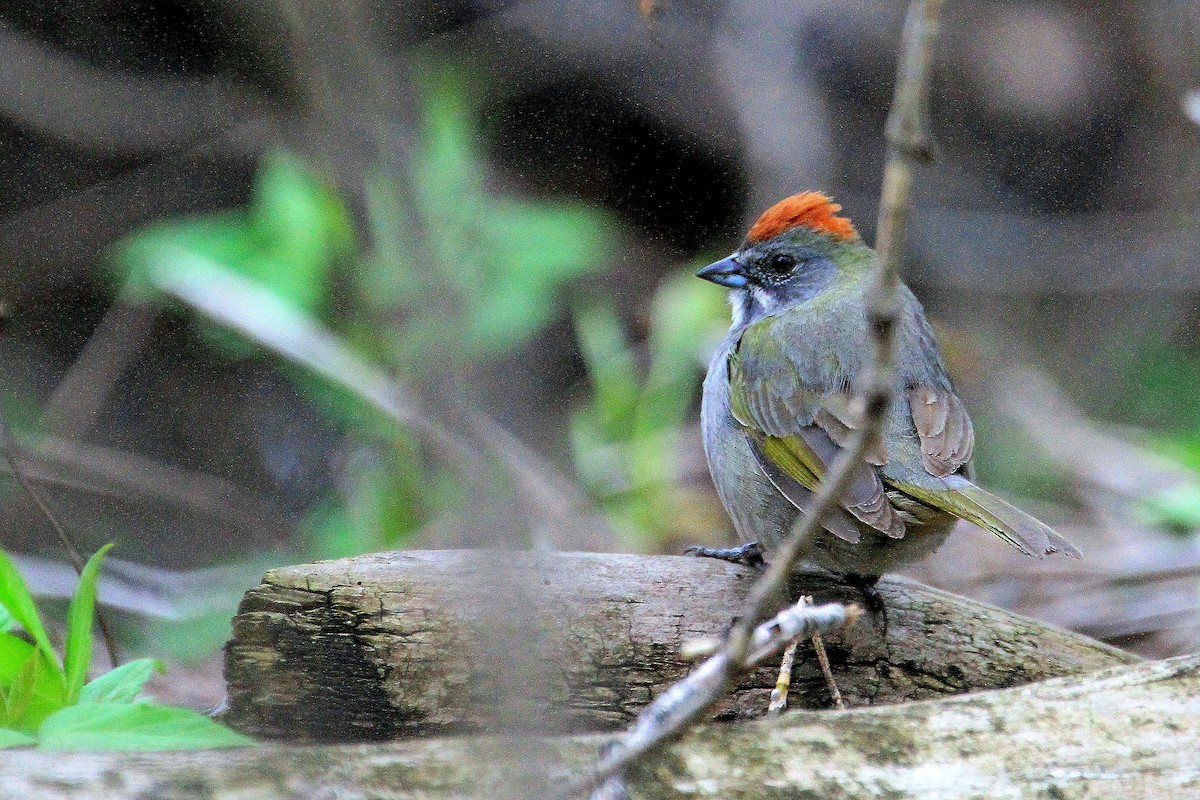 Green-tailed Towhee - ML642601420