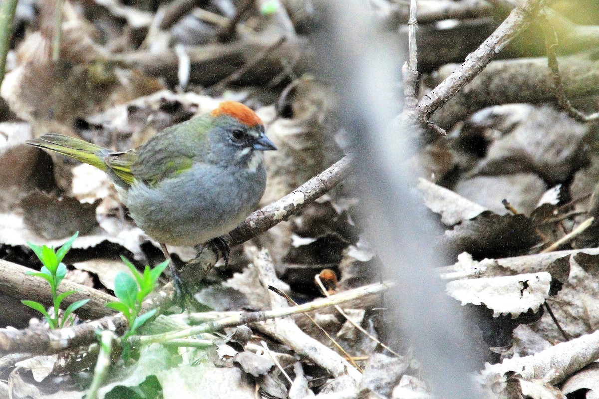 Green-tailed Towhee - ML642601421