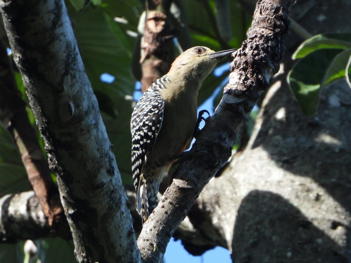 Red-crowned Woodpecker - ML642601422