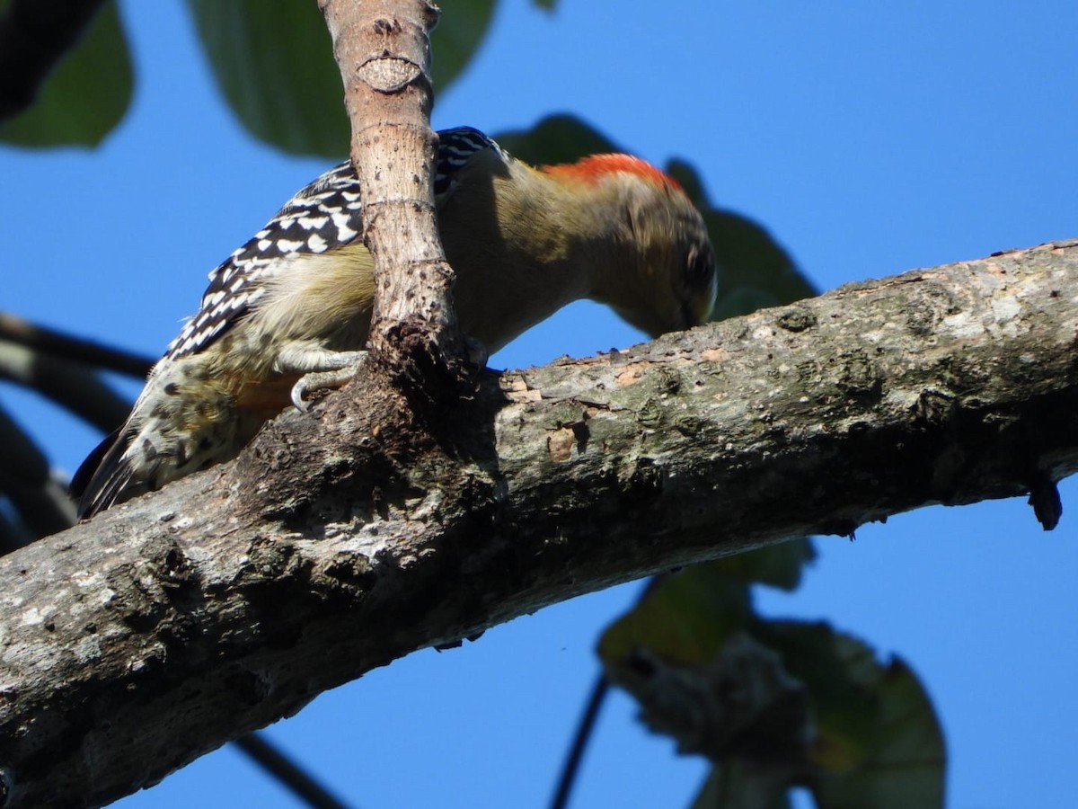 Red-crowned Woodpecker - ML642601423