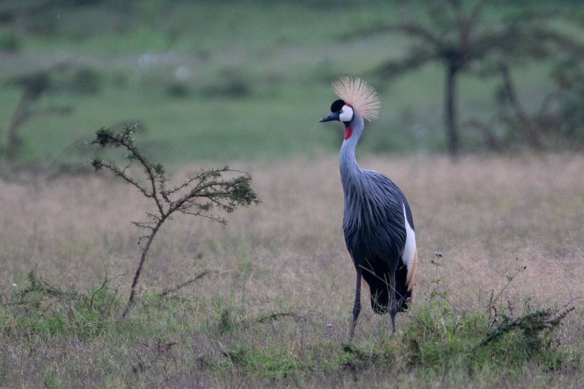 Gray Crowned-Crane - ML642601424