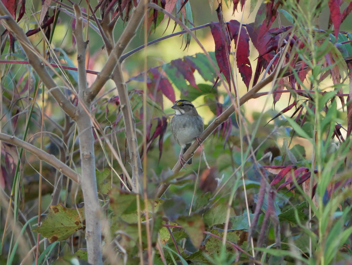 White-throated Sparrow - ML642601428
