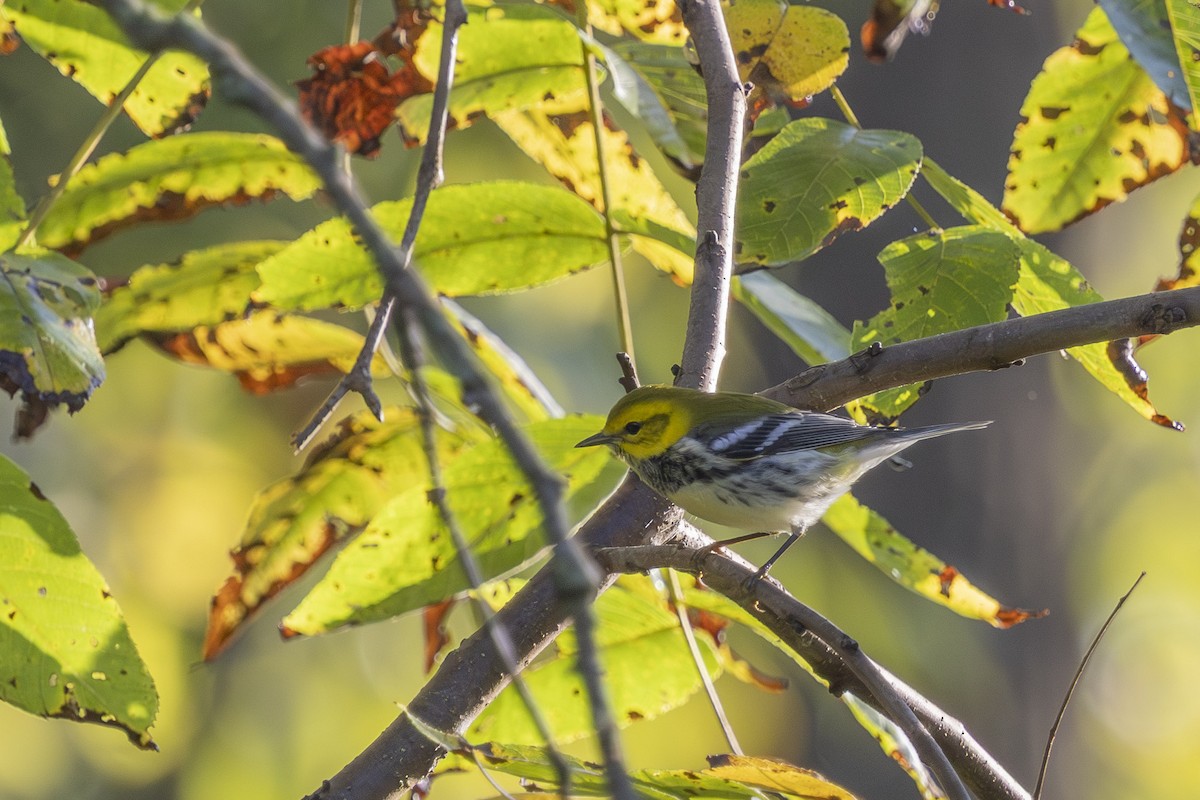 Black-throated Green Warbler - ML642601431