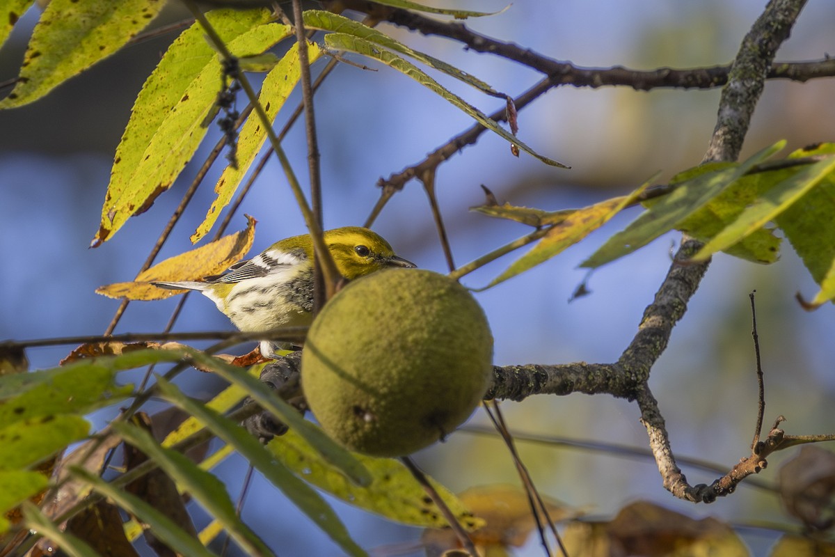Black-throated Green Warbler - ML642601432