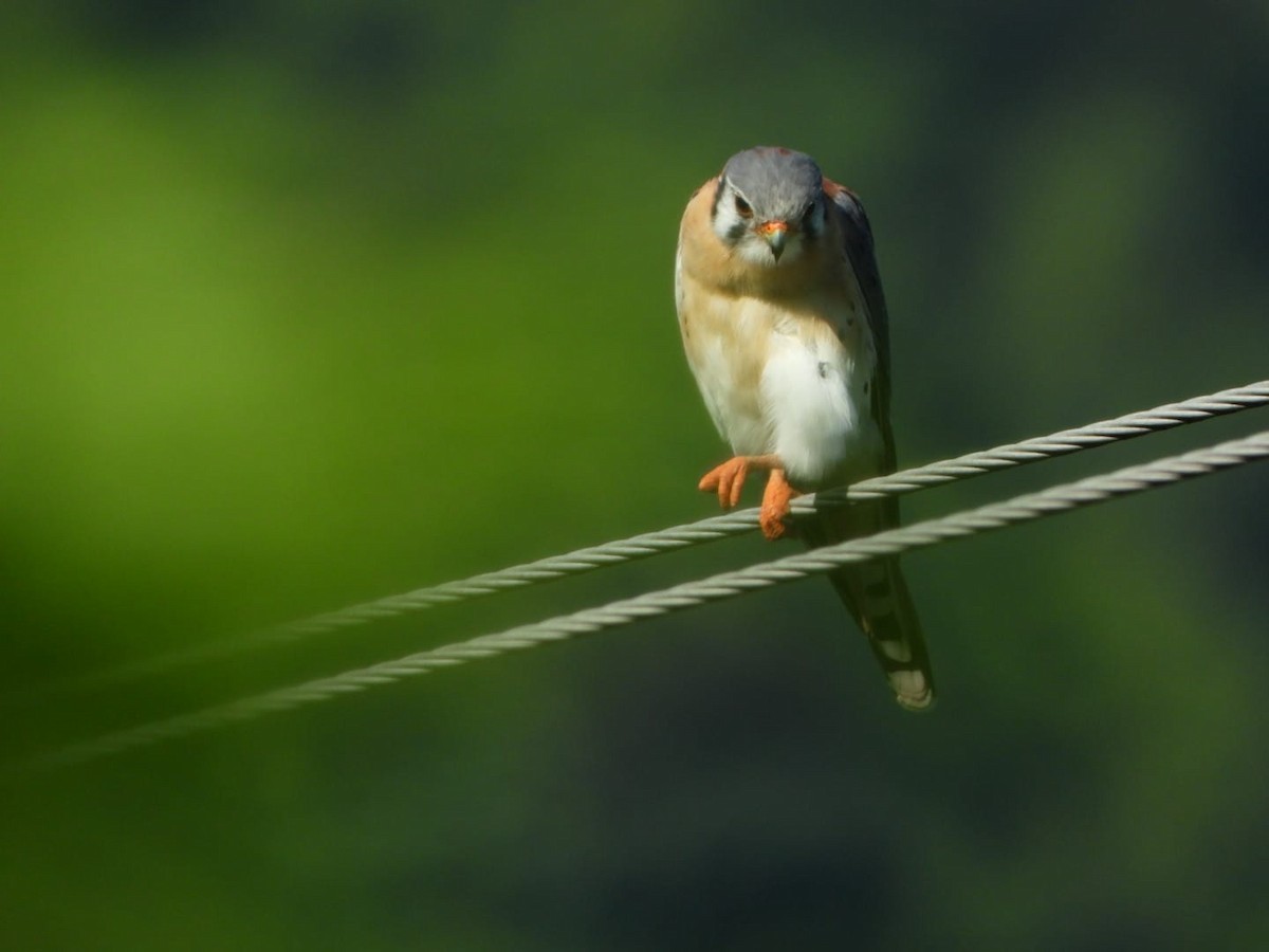 American Kestrel - ML642601434