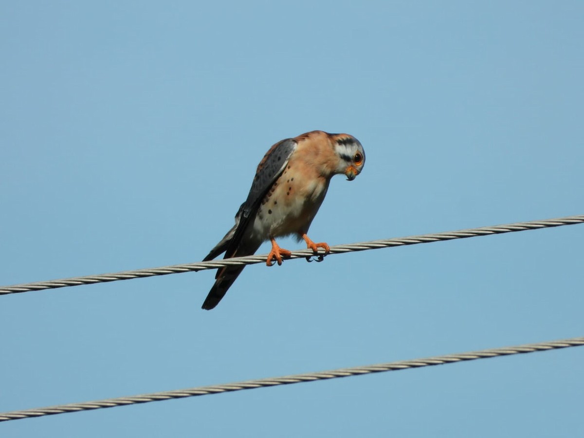 American Kestrel - ML642601435