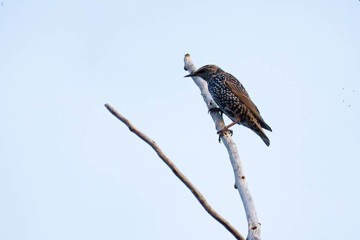 Sığırcık - ML642601443